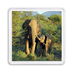 Магнит 55*55 с принтом Слониха и слоненок в природе в Белгороде, Пластик | Размер: 65*65 мм; Размер печати: 55*55 мм | африка | африканский | бивни | большой | гигант джунгли | зоопарк | индийский | индия | лесной великан | мамонт | огромный | саванна | сафари | серый | слон | слоненок | слониха | стадо | уши | хобот