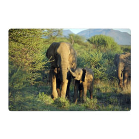 Магнитный плакат 3Х2 с принтом Слониха и слоненок в природе в Белгороде, Полимерный материал с магнитным слоем | 6 деталей размером 9*9 см | Тематика изображения на принте: африка | африканский | бивни | большой | гигант джунгли | зоопарк | индийский | индия | лесной великан | мамонт | огромный | саванна | сафари | серый | слон | слоненок | слониха | стадо | уши | хобот