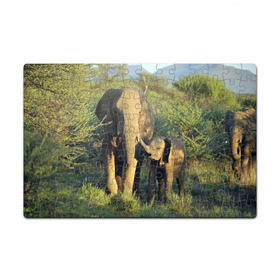 Пазл магнитный 126 элементов с принтом Слониха и слоненок в природе в Белгороде, полимерный материал с магнитным слоем | 126 деталей, размер изделия —  180*270 мм | африка | африканский | бивни | большой | гигант джунгли | зоопарк | индийский | индия | лесной великан | мамонт | огромный | саванна | сафари | серый | слон | слоненок | слониха | стадо | уши | хобот