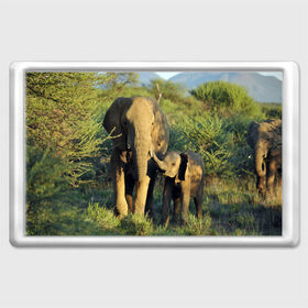 Магнит 45*70 с принтом Слониха и слоненок в природе в Белгороде, Пластик | Размер: 78*52 мм; Размер печати: 70*45 | Тематика изображения на принте: африка | африканский | бивни | большой | гигант джунгли | зоопарк | индийский | индия | лесной великан | мамонт | огромный | саванна | сафари | серый | слон | слоненок | слониха | стадо | уши | хобот
