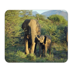Коврик прямоугольный с принтом Слониха и слоненок в природе в Белгороде, натуральный каучук | размер 230 х 185 мм; запечатка лицевой стороны | африка | африканский | бивни | большой | гигант джунгли | зоопарк | индийский | индия | лесной великан | мамонт | огромный | саванна | сафари | серый | слон | слоненок | слониха | стадо | уши | хобот