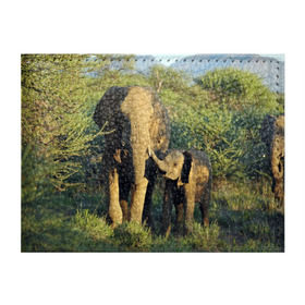 Обложка для студенческого билета с принтом Слониха и слоненок в природе в Белгороде, натуральная кожа | Размер: 11*8 см; Печать на всей внешней стороне | африка | африканский | бивни | большой | гигант джунгли | зоопарк | индийский | индия | лесной великан | мамонт | огромный | саванна | сафари | серый | слон | слоненок | слониха | стадо | уши | хобот