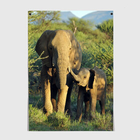 Постер с принтом Слониха и слоненок в природе в Белгороде, 100% бумага
 | бумага, плотность 150 мг. Матовая, но за счет высокого коэффициента гладкости имеет небольшой блеск и дает на свету блики, но в отличии от глянцевой бумаги не покрыта лаком | африка | африканский | бивни | большой | гигант джунгли | зоопарк | индийский | индия | лесной великан | мамонт | огромный | саванна | сафари | серый | слон | слоненок | слониха | стадо | уши | хобот