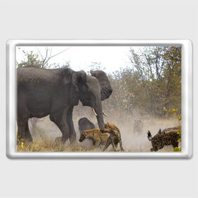 Магнит 45*70 с принтом Гиены охотятся на слона в Белгороде, Пластик | Размер: 78*52 мм; Размер печати: 70*45 | Тематика изображения на принте: африка | африканский | бивни | большой | гигант джунгли | гиены | индийский | индия | лесной великан | мамонт | огромный | охота | саванна | сафари | серый | слон | слониха | стадо | уши | хобот