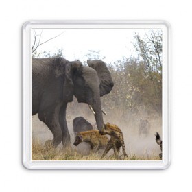 Магнит 55*55 с принтом Гиены охотятся на слона в Белгороде, Пластик | Размер: 65*65 мм; Размер печати: 55*55 мм | африка | африканский | бивни | большой | гигант джунгли | гиены | индийский | индия | лесной великан | мамонт | огромный | охота | саванна | сафари | серый | слон | слониха | стадо | уши | хобот
