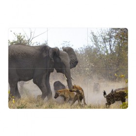 Магнитный плакат 3Х2 с принтом Гиены охотятся на слона в Белгороде, Полимерный материал с магнитным слоем | 6 деталей размером 9*9 см | Тематика изображения на принте: африка | африканский | бивни | большой | гигант джунгли | гиены | индийский | индия | лесной великан | мамонт | огромный | охота | саванна | сафари | серый | слон | слониха | стадо | уши | хобот