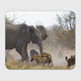 Коврик прямоугольный с принтом Гиены охотятся на слона в Белгороде, натуральный каучук | размер 230 х 185 мм; запечатка лицевой стороны | Тематика изображения на принте: африка | африканский | бивни | большой | гигант джунгли | гиены | индийский | индия | лесной великан | мамонт | огромный | охота | саванна | сафари | серый | слон | слониха | стадо | уши | хобот