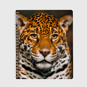 Тетрадь с принтом Jaguar в Белгороде, 100% бумага | 48 листов, плотность листов — 60 г/м2, плотность картонной обложки — 250 г/м2. Листы скреплены сбоку удобной пружинной спиралью. Уголки страниц и обложки скругленные. Цвет линий — светло-серый
 | глаза | дикая кошка | кошка | леопард | сафари | хищник | ягуар