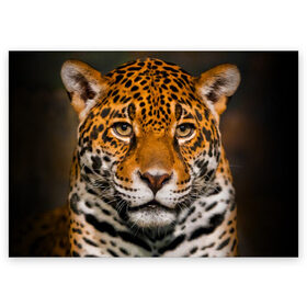 Поздравительная открытка с принтом Jaguar в Белгороде, 100% бумага | плотность бумаги 280 г/м2, матовая, на обратной стороне линовка и место для марки
 | Тематика изображения на принте: глаза | дикая кошка | кошка | леопард | сафари | хищник | ягуар