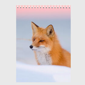 Скетчбук с принтом Morning в Белгороде, 100% бумага
 | 48 листов, плотность листов — 100 г/м2, плотность картонной обложки — 250 г/м2. Листы скреплены сверху удобной пружинной спиралью | Тематика изображения на принте: fox | red | лиса | лисенок | рыжая