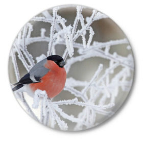 Значок с принтом Снегирь в Белгороде,  металл | круглая форма, металлическая застежка в виде булавки | Тематика изображения на принте: 