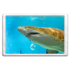 Магнит 45*70 с принтом Тигровая акула в Белгороде, Пластик | Размер: 78*52 мм; Размер печати: 70*45 | голубое море | океан | рыба