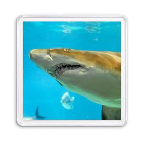 Магнит 55*55 с принтом Тигровая акула в Белгороде, Пластик | Размер: 65*65 мм; Размер печати: 55*55 мм | голубое море | океан | рыба