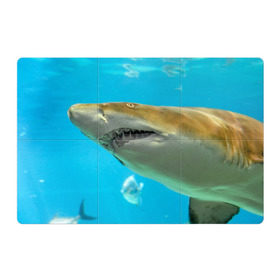 Магнитный плакат 3Х2 с принтом Тигровая акула в Белгороде, Полимерный материал с магнитным слоем | 6 деталей размером 9*9 см | голубое море | океан | рыба