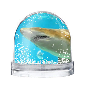 Снежный шар с принтом Тигровая акула в Белгороде, Пластик | Изображение внутри шара печатается на глянцевой фотобумаге с двух сторон | голубое море | океан | рыба