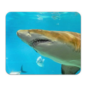 Коврик прямоугольный с принтом Тигровая акула в Белгороде, натуральный каучук | размер 230 х 185 мм; запечатка лицевой стороны | голубое море | океан | рыба