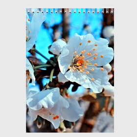 Скетчбук с принтом Весна в Белгороде, 100% бумага
 | 48 листов, плотность листов — 100 г/м2, плотность картонной обложки — 250 г/м2. Листы скреплены сверху удобной пружинной спиралью | 3d | flower | весна | другие | красивые цветы | красные | лето | поле | полевой цветок | прикольные | природа | текстуры | цветочки | цветы
