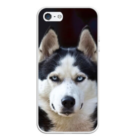 Чехол для iPhone 5/5S матовый с принтом Хаски в Белгороде, Силикон | Область печати: задняя сторона чехла, без боковых панелей | dog | лабрадор | мопс | пес | собака | такса | хаски | щеночек