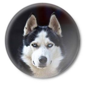 Значок с принтом Хаски в Белгороде,  металл | круглая форма, металлическая застежка в виде булавки | Тематика изображения на принте: dog | лабрадор | мопс | пес | собака | такса | хаски | щеночек