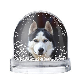 Снежный шар с принтом Хаски в Белгороде, Пластик | Изображение внутри шара печатается на глянцевой фотобумаге с двух сторон | dog | лабрадор | мопс | пес | собака | такса | хаски | щеночек