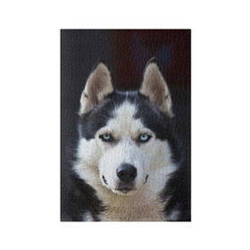 Обложка для паспорта матовая кожа с принтом Хаски в Белгороде, натуральная матовая кожа | размер 19,3 х 13,7 см; прозрачные пластиковые крепления | dog | лабрадор | мопс | пес | собака | такса | хаски | щеночек