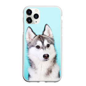 Чехол для iPhone 11 Pro матовый с принтом Blue в Белгороде, Силикон |  | Тематика изображения на принте: dog | бандит | пес | собака | хаски | хаски бандит | щеночек
