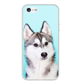 Чехол для iPhone 5/5S матовый с принтом Blue в Белгороде, Силикон | Область печати: задняя сторона чехла, без боковых панелей | Тематика изображения на принте: dog | бандит | пес | собака | хаски | хаски бандит | щеночек