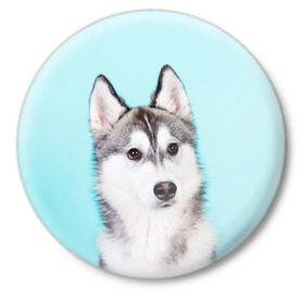 Значок с принтом Blue в Белгороде,  металл | круглая форма, металлическая застежка в виде булавки | Тематика изображения на принте: dog | бандит | пес | собака | хаски | хаски бандит | щеночек