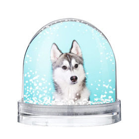 Водяной шар с принтом Blue в Белгороде, Пластик | Изображение внутри шара печатается на глянцевой фотобумаге с двух сторон | dog | бандит | пес | собака | хаски | хаски бандит | щеночек