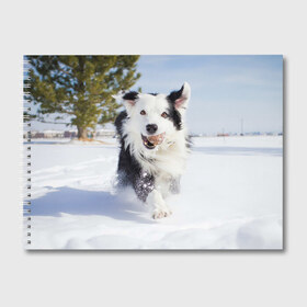 Альбом для рисования с принтом Snow в Белгороде, 100% бумага
 | матовая бумага, плотность 200 мг. | Тематика изображения на принте: dog | бордер | бордер колли | колли | пес | собака