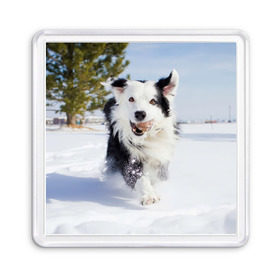 Магнит 55*55 с принтом Snow в Белгороде, Пластик | Размер: 65*65 мм; Размер печати: 55*55 мм | dog | бордер | бордер колли | колли | пес | собака