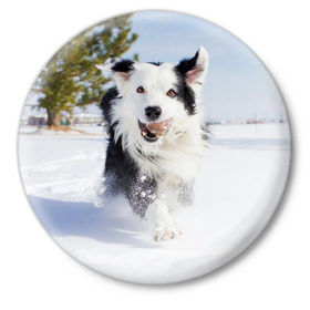 Значок с принтом Snow в Белгороде,  металл | круглая форма, металлическая застежка в виде булавки | Тематика изображения на принте: dog | бордер | бордер колли | колли | пес | собака