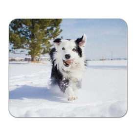 Коврик для мышки прямоугольный с принтом Snow в Белгороде, натуральный каучук | размер 230 х 185 мм; запечатка лицевой стороны | Тематика изображения на принте: dog | бордер | бордер колли | колли | пес | собака