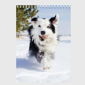 Скетчбук с принтом Snow в Белгороде, 100% бумага
 | 48 листов, плотность листов — 100 г/м2, плотность картонной обложки — 250 г/м2. Листы скреплены сверху удобной пружинной спиралью | Тематика изображения на принте: dog | бордер | бордер колли | колли | пес | собака