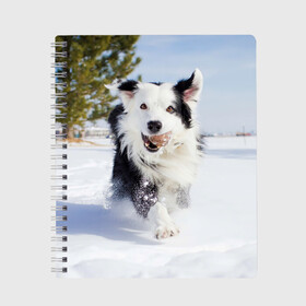 Тетрадь с принтом Snow в Белгороде, 100% бумага | 48 листов, плотность листов — 60 г/м2, плотность картонной обложки — 250 г/м2. Листы скреплены сбоку удобной пружинной спиралью. Уголки страниц и обложки скругленные. Цвет линий — светло-серый
 | Тематика изображения на принте: dog | бордер | бордер колли | колли | пес | собака