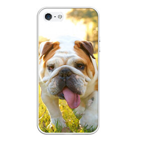 Чехол для iPhone 5/5S матовый с принтом Funny Dog в Белгороде, Силикон | Область печати: задняя сторона чехла, без боковых панелей | Тематика изображения на принте: dog | английский бульдог | пес | собака