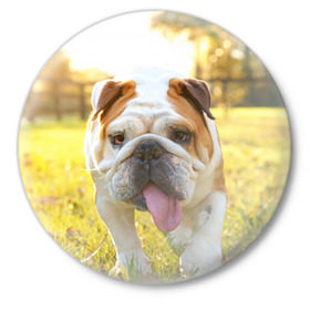 Значок с принтом Funny Dog в Белгороде,  металл | круглая форма, металлическая застежка в виде булавки | Тематика изображения на принте: dog | английский бульдог | пес | собака