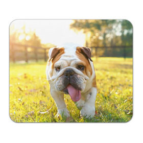 Коврик прямоугольный с принтом Funny Dog в Белгороде, натуральный каучук | размер 230 х 185 мм; запечатка лицевой стороны | Тематика изображения на принте: dog | английский бульдог | пес | собака