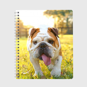 Тетрадь с принтом Funny Dog в Белгороде, 100% бумага | 48 листов, плотность листов — 60 г/м2, плотность картонной обложки — 250 г/м2. Листы скреплены сбоку удобной пружинной спиралью. Уголки страниц и обложки скругленные. Цвет линий — светло-серый
 | dog | английский бульдог | пес | собака