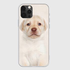 Чехол для iPhone 12 Pro Max с принтом Лабрадор в Белгороде, Силикон |  | Тематика изображения на принте: dog | labrador | puppy | порода | собака | собачка | щенок
