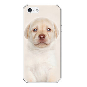 Чехол для iPhone 5/5S матовый с принтом Лабрадор в Белгороде, Силикон | Область печати: задняя сторона чехла, без боковых панелей | dog | labrador | puppy | порода | собака | собачка | щенок