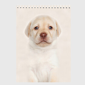 Скетчбук с принтом Лабрадор в Белгороде, 100% бумага
 | 48 листов, плотность листов — 100 г/м2, плотность картонной обложки — 250 г/м2. Листы скреплены сверху удобной пружинной спиралью | dog | labrador | puppy | порода | собака | собачка | щенок