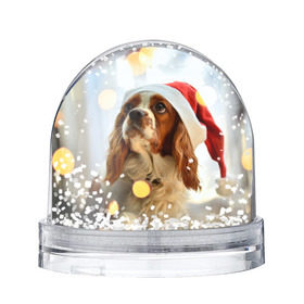 Водяной шар с принтом Рождество в Белгороде, Пластик | Изображение внутри шара печатается на глянцевой фотобумаге с двух сторон | dog | кавалер кинг чарльз спаниель | новый год | пес | рождество | собака