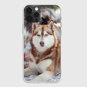 Чехол для iPhone 12 Pro с принтом Хаски в Белгороде, силикон | область печати: задняя сторона чехла, без боковых панелей | dog | лабрадор | мопс | пес | собака | такса | хаски | щеночек