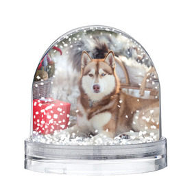 Снежный шар с принтом Хаски в Белгороде, Пластик | Изображение внутри шара печатается на глянцевой фотобумаге с двух сторон | dog | лабрадор | мопс | пес | собака | такса | хаски | щеночек