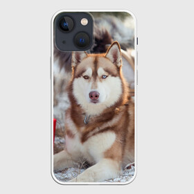 Чехол для iPhone 13 mini с принтом Хаски в Белгороде,  |  | dog | лабрадор | мопс | пес | собака | такса | хаски | щеночек
