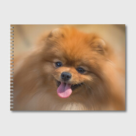 Альбом для рисования с принтом Милашка в Белгороде, 100% бумага
 | матовая бумага, плотность 200 мг. | Тематика изображения на принте: dog | пес | померанский | собака | шпиц | щеночек
