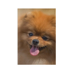 Обложка для паспорта матовая кожа с принтом Милашка в Белгороде, натуральная матовая кожа | размер 19,3 х 13,7 см; прозрачные пластиковые крепления | dog | пес | померанский | собака | шпиц | щеночек