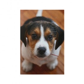 Обложка для паспорта матовая кожа с принтом Щеночек в Белгороде, натуральная матовая кожа | размер 19,3 х 13,7 см; прозрачные пластиковые крепления | dog | бигль | пес | собака | щеночек
