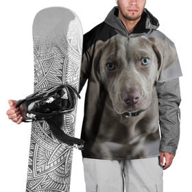 Накидка на куртку 3D с принтом Puppy в Белгороде, 100% полиэстер |  | dog | веймаранер | пес | собака | щеночек